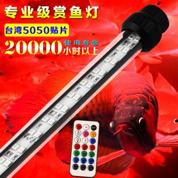 金龍魚怎么用燈：金龍魚如何使用燈光 龍魚百科 第3張