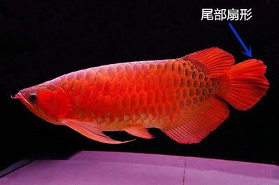 紅龍魚七鰭介紹圖：紅龍魚七鰭介紹