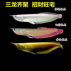 金龍魚紅眼好不好：紅眼白子金龍魚價格昂貴，紅眼白子金龍魚市場流通性