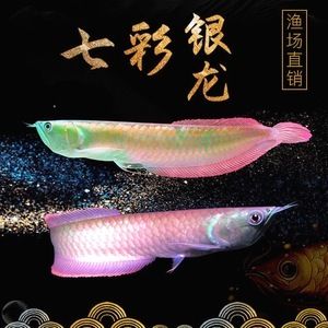 金龍魚紅眼好不好：紅眼白子金龍魚價格昂貴，紅眼白子金龍魚市場流通性