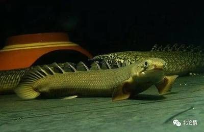 龍魚吃了冰凍食物怎么辦：龍魚吃了冰凍食物會出現(xiàn)一系列問題，龍魚吃了冰凍食物怎么辦