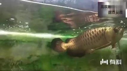 一條金龍魚(yú)的電影叫啥：關(guān)于一條金龍魚(yú)的問(wèn)題 龍魚(yú)百科 第3張