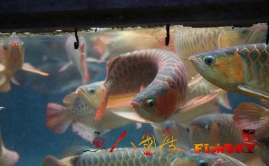 龍魚(yú)魚(yú)苗：關(guān)于龍魚(yú)魚(yú)苗的一些詳細(xì)信息