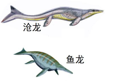 魚龍是什么東西？：魚龍是一種重新回到海里生活的爬行動物，繁盛于三疊紀和侏羅紀 龍魚百科 第3張