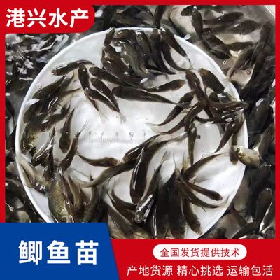 龍魚喂鯽魚苗好嗎怎么喂的：龍魚可以喂鯽魚苗嗎？ 龍魚百科 第1張