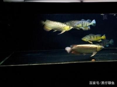 龍魚從缸里跳出來(lái)死了什么原因：龍魚從缸里跳出來(lái)死了是什么原因