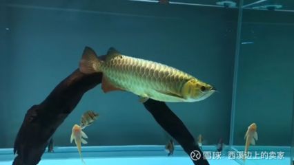 潮汕金龍魚是什么魚種：潮汕金龍魚是一種文化底蘊(yùn)和極高觀賞價(jià)值和經(jīng)濟(jì)價(jià)值的淡水魚類 龍魚百科 第2張