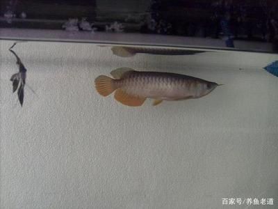 龍魚在魚缸底部不動(dòng)為什么會(huì)死：龍魚在魚缸底部不動(dòng)為什么會(huì)死亡 龍魚百科 第2張