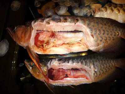 怎么促進(jìn)龍魚消化食物：如何促進(jìn)龍魚消化食物 龍魚百科 第1張