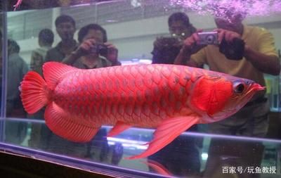 買賣龍魚被抓：買賣龍魚合法嗎？