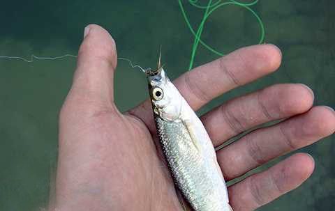 白條魚喂龍魚吃什么：白條魚喂龍魚應(yīng)該選擇什么樣的食物 龍魚百科 第3張