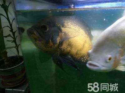 地圖魚好養(yǎng)還是銀龍好養(yǎng)：在地圖魚和銀龍魚之間選擇哪個(gè)更容易飼養(yǎng)，我們需要考慮幾個(gè)關(guān)鍵因素 龍魚百科 第2張