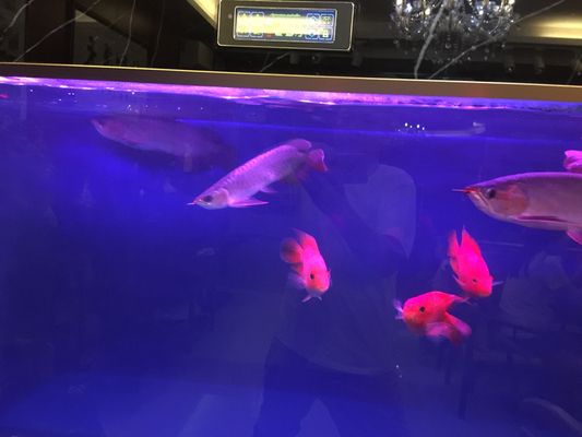 龍魚沉頭吐氣泡肛門拉氣泡怎么治療：龍魚沉頭吐氣泡肛門拉氣泡怎么辦 龍魚百科 第1張