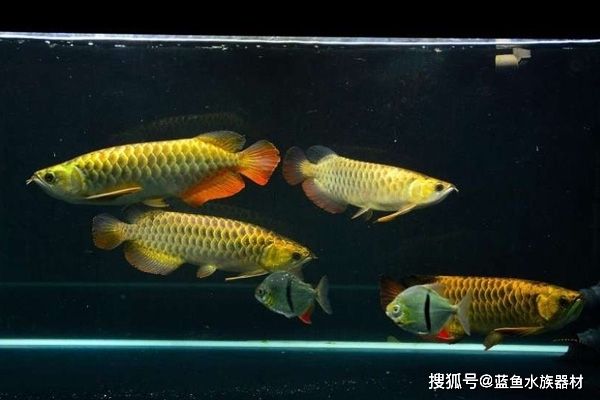 龍魚沉頭吐氣泡肛門拉氣泡怎么治療：龍魚沉頭吐氣泡肛門拉氣泡怎么辦 龍魚百科 第2張