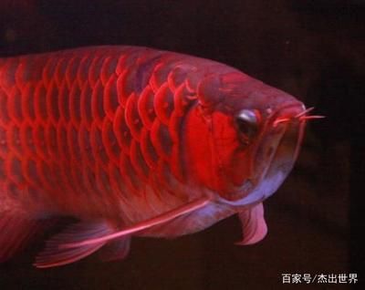 紅龍魚(yú)有多少種顏色：養(yǎng)紅龍魚(yú)用什么顏色