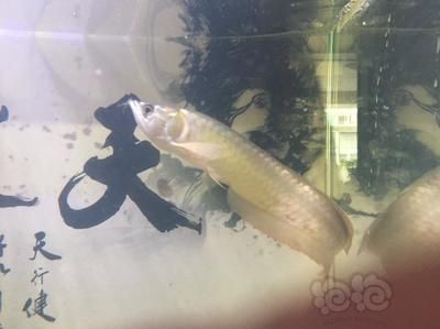 龍魚溫度高了不吃東西會死嗎：如果龍魚因水溫不合適而不吃東西，龍魚溫度高了不吃東西會死嗎 龍魚百科 第2張