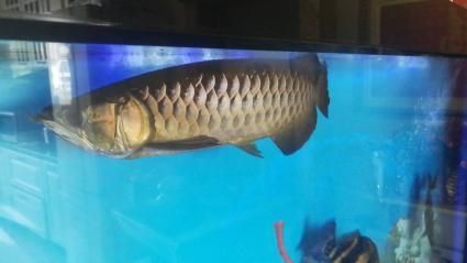 金龍魚和虎魚打架誰厲害：金龍魚和虎魚打架誰厲害金龍魚和虎魚打架誰厲害 龍魚百科 第3張