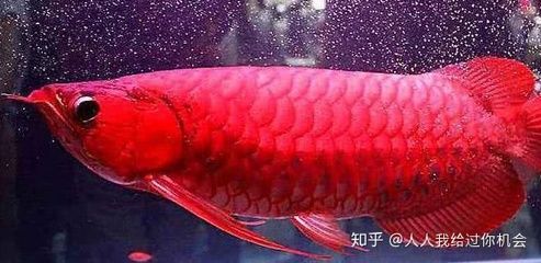 紅龍魚怎么樣才能長大快點(diǎn)：紅龍魚的飼養(yǎng)技巧和注意事項