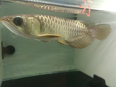 龍魚怎么養(yǎng)不兜嘴的魚：龍魚兜嘴怎么辦 龍魚百科 第1張