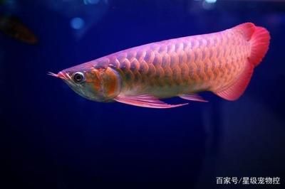 黃尾金龍魚和紅尾金龍魚：黃尾金龍魚和紅尾金龍魚在外觀、價(jià)格和飼養(yǎng)難度不同 龍魚百科 第3張