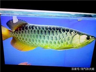 藍底金龍魚好還是金龍魚好養(yǎng)：藍底金龍魚和金龍魚哪個好養(yǎng)