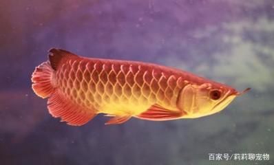 藍底金龍魚好還是金龍魚好養(yǎng)：藍底金龍魚和金龍魚哪個好養(yǎng)