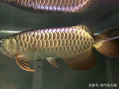 藍底金龍魚好還是金龍魚好養(yǎng)：藍底金龍魚和金龍魚哪個好養(yǎng)