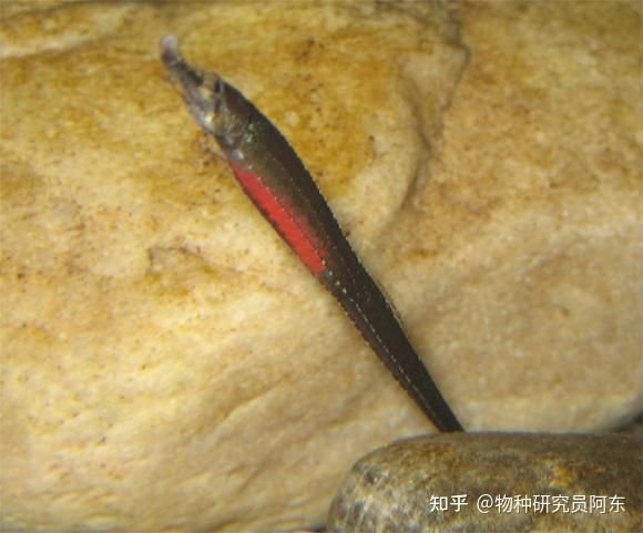 大海龍魚怎么吃：大海龍魚怎么吃大海龍魚的食用方式多樣可以根據(jù)口味進行選擇 龍魚百科 第3張