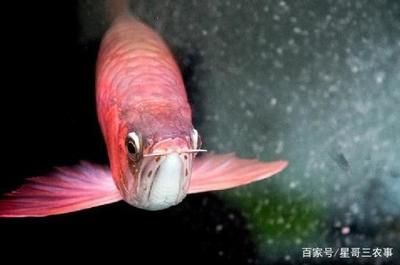 紅龍魚飼養(yǎng)技巧：紅龍魚的飼養(yǎng)技巧