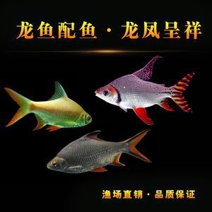 龍魚(yú)搭配泰國(guó)鯽魚(yú)：泰國(guó)鯽魚(yú)與龍魚(yú)混合飼養(yǎng)時(shí)需要考慮幾個(gè)因素，需要考慮幾個(gè)因素 龍魚(yú)百科 第1張