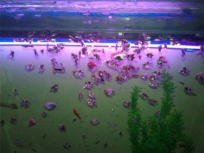 成都龍魚閣水族：成都龍魚閣水族用品有限公司