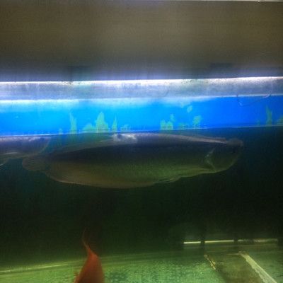 成都龍魚閣水族：成都龍魚閣水族用品有限公司