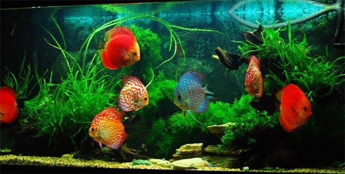 成都龍魚閣水族：成都龍魚閣水族用品有限公司