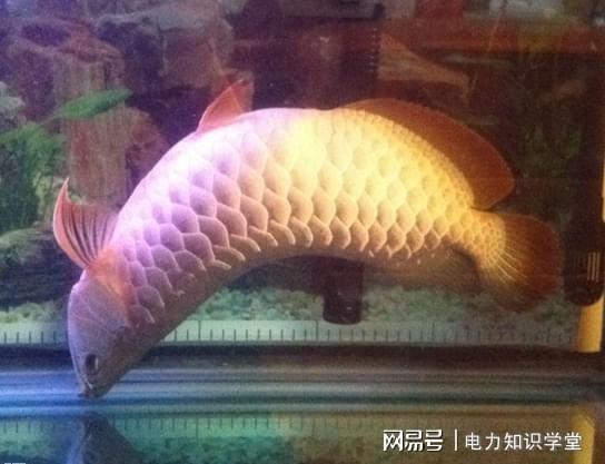 金龍魚白天趴缸晚上正常游動(dòng)：金龍魚白天趴缸晚上正常游動(dòng)可能有多種原因 龍魚百科 第2張