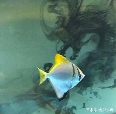 黃鰭鯧魚能和龍魚混養(yǎng)嗎：黃鰭鯧魚和龍魚可以混養(yǎng)嗎，黃鰭鯧魚能和龍魚混養(yǎng)嗎