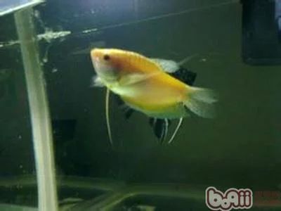 龍魚的飼養(yǎng)要求標準是多少條：龍魚的飼養(yǎng)條件是怎樣的？