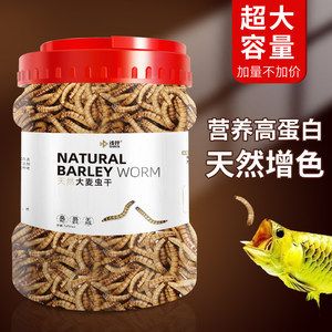 龍魚吃面包蟲干嗎：龍魚吃面包蟲干可以嗎 龍魚百科 第2張