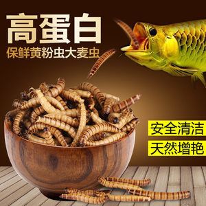 龍魚吃面包蟲干嗎：龍魚吃面包蟲干可以嗎 龍魚百科 第1張