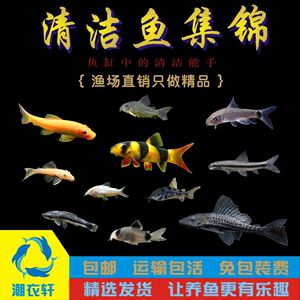 龍魚吃白鼠：龍魚吃白鼠是怎么回事 龍魚百科 第1張