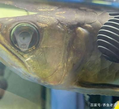 金龍魚身上長(zhǎng)白點(diǎn)怎么回事：金龍魚身上長(zhǎng)白點(diǎn)怎么回事金龍魚身上白點(diǎn)怎么回事 龍魚百科 第3張