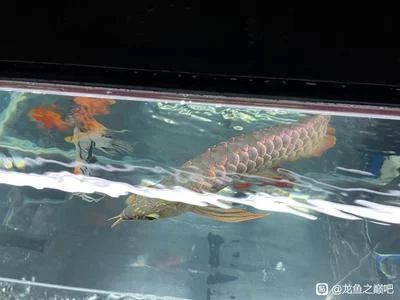 龍魚掉鱗片多久長好：龍魚掉鱗片多久恢復(fù) 龍魚百科 第3張