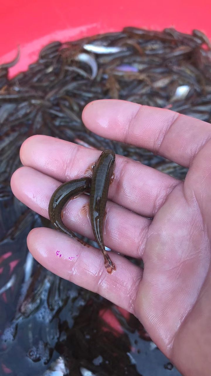 最美原生魚(yú)：每天就是摸魚(yú)捉蝦,思如雪評(píng)論：快活,這可咋評(píng)論：漂亮 觀賞魚(yú)論壇 第4張