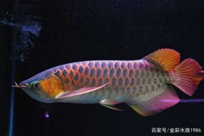 龍魚體型相近大鱗片主要區(qū)別在體色不同的原因：龍魚體型相近大鱗片主要區(qū)別在于體色不同的原因 龍魚百科 第1張