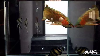 龍魚怎么改口吃飼料：如何訓(xùn)練龍魚改口吃人工飼料