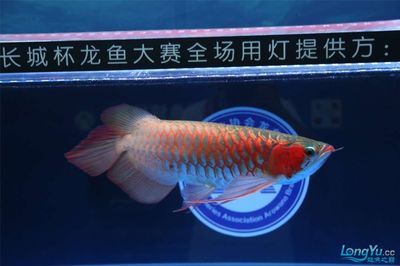 龍魚用什么燈好：龍魚燈光選擇指南 龍魚百科 第2張