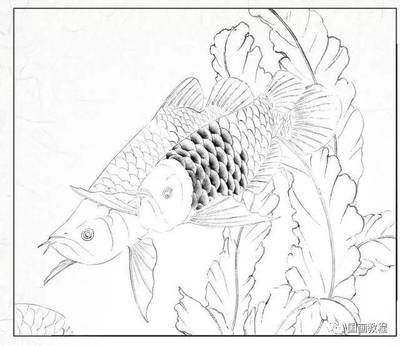 金龍魚(yú)畫(huà)魚(yú)頭朝向怎么畫(huà)的：金龍魚(yú)畫(huà)法步驟 龍魚(yú)百科 第1張