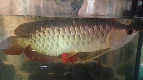 金龍魚(yú)掉了一片鱗怎么回事：金龍魚(yú)掉鱗可能由多種原因引起，