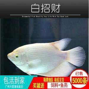 龍魚(yú)眼白了怎么治療：龍魚(yú)眼白了怎么治療龍魚(yú)眼白治療方法 龍魚(yú)百科 第1張