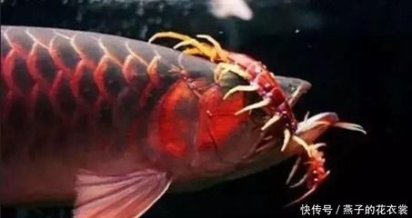 龍魚蜈蚣發(fā)色真相：喂食蜈蚣可以幫助龍魚發(fā)色，龍魚蜈蚣發(fā)色真相是什么