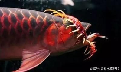 龍魚蜈蚣發(fā)色真相：喂食蜈蚣可以幫助龍魚發(fā)色，龍魚蜈蚣發(fā)色真相是什么